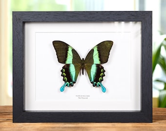 Papillon paon XL dans une boîte (Papilio blumei)