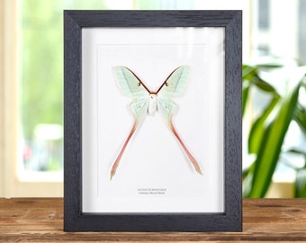 Vrouwelijke Chinese maanmot in lijst (Actias dubernardi)