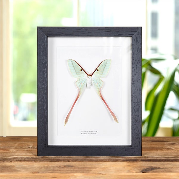 Female Chinese Moon Moth in Box Frame (Actias dubernardi)