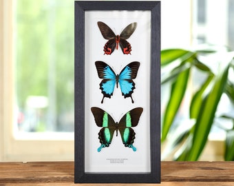 Butterfly Trio in doos (Papilio blumei, ulysses & Atrophaneura semperi)