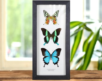 Butterfly &amp; Moth Trio in Box Frame