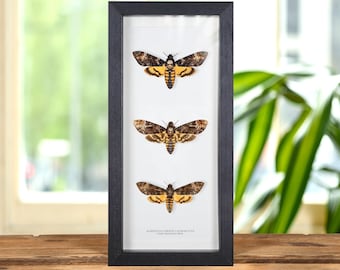 Triple Death's Head Hawk Moth Frame