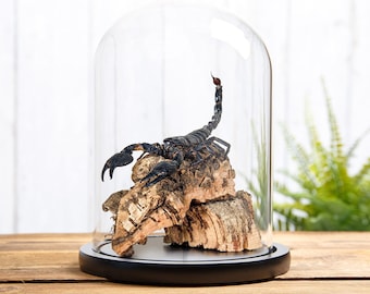Giant Forest Scorpion in Still Life Glass Dome with Wooden Base (Heterometrus sp)