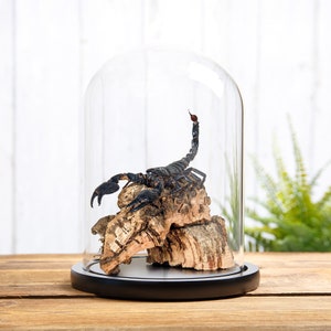 Giant Forest Scorpion in Still Life Glass Dome with Wooden Base (Heterometrus sp)