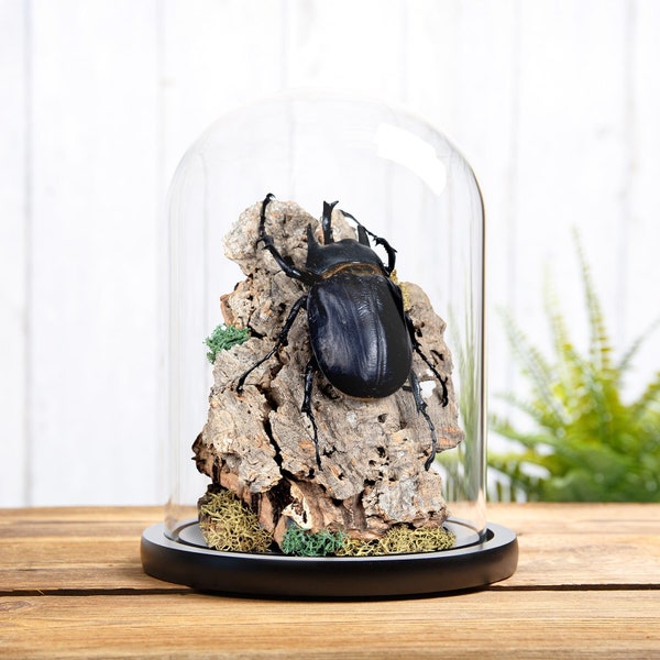 Black Rhinoceros Beetle Still Life in Glass Dome with Wooden Base (Megasoma actaeon)