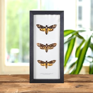 Triple Death&#39;s Head Hawk Moth Frame