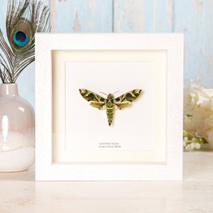 Army Green Moth Box Frame (Daphnis nerii) Real Moth Frame, Insect Frame, Entomology