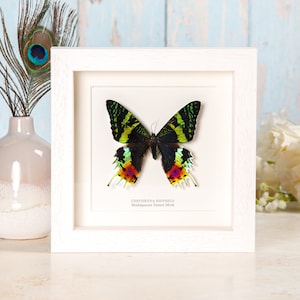 Madagascan Sunset Moth in Frame (Chrysiridia rhipheus) Real Moth Frame, Insect Frame, Entomology