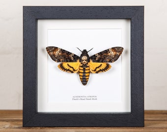 Taxidermy Death's Head Hawk Moth Frame, Silence of The Lambs, Moth Taxidermy, Moth in Frame, Butterfly Frame (Acherontia atropos)