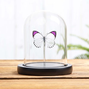 Bushveld Purple Tip Butterfly In Glass Dome (Colotis ione)
