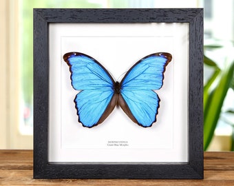 Mariposa Morpho azul en marco de caja de 8 x 8 pulgadas (Morpho didius)