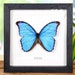 see more listings in the Butterfly Frames section