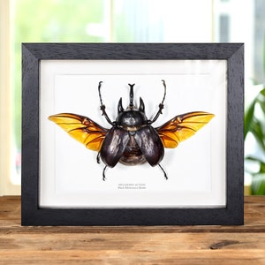 Black Rhinoceros Beetle With Wings Spread In Box Frame (Megasoma actaeon)