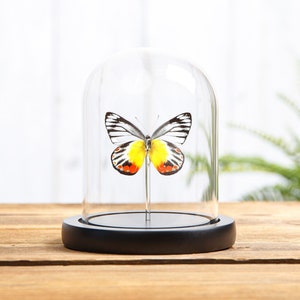 Delias Butterfly In Glass Dome (Delias periboea)