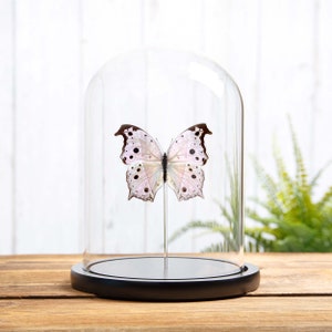 Forest Mother-Of-Pearl Butterfly in Glass Dome with Wooden Base (Salamis parhassus)