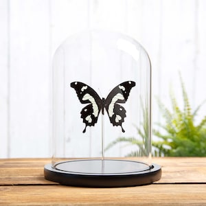 The Black & Yellow Swallowtail In Glass Dome (Papilio hesperus)