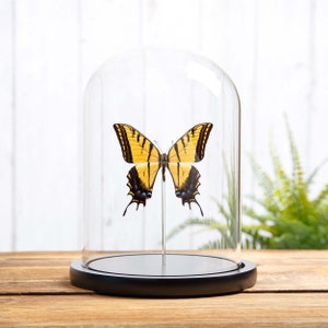Two-tailed Swallowtail In Glass Dome (Papilio multicaudata ssp grandiosus)