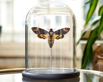 Death's Head Hawk Moth In Glass Dome (Acherontia atropos)