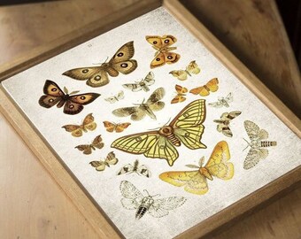 Antik Motte Druck, Vintage Entomologie Kunst, Schmetterling Wand dekor
