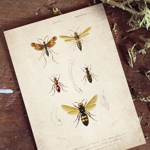 Butterfly Print, Antique Bee Print, Antique Bee Art Print, Vintage Entomology Print Wall Art - A4, A3, A2