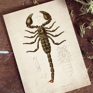 Vintage Scorpion Print, Antique Scorpion Print, Antique Scorpion Art Print, Vintage Scorpion Print Wall Art - A4, A3, A2