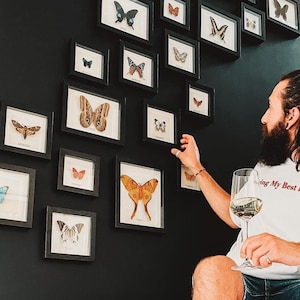 Minibeast Club (Monthly Entomology Frame Subscription)