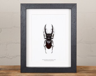 Mixed Media Original 503DF VINTAGE RED AND BLACK BEETLE Upcycled Page Wall Art Wall Hanging INSECT Vintage Dictionary Art Print Home D/écor Art Print