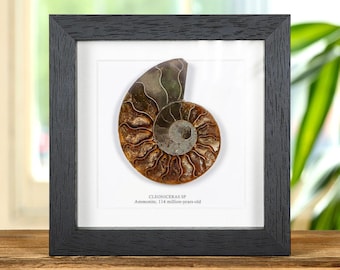 Fossile di ammonite tagliato e lucidato in cornice (Cleoniceras sp)