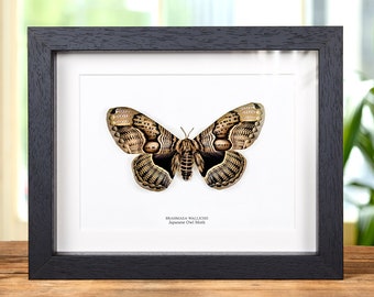 Japanese Owl Moth in Box Frame (Brahmaea wallichii)