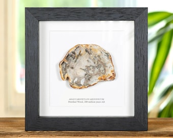 White Petrified Wood In Box Frame (Araucarioxylon arizonicum)