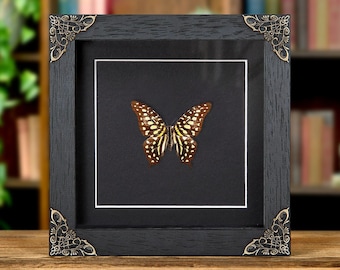 Staartgaai-zwaluwstaart in barokstijl (Graphium agamemnon)