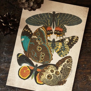 Impresión de mariposa, impresión de mariposa antigua, impresión artística de mariposa antigua, arte de pared con impresión de mariposa vintage - A4, A3, A2