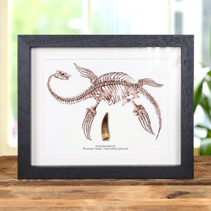 Plesiosaur Dinosaur Tooth Fossil &amp; Illustration In Box Frame (Plesiosaurus sp)