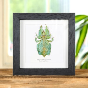 Peut inclure: Un spécimen d'insecte encadré d'une feuille de Gray, Phyllium bioculatum, avec un corps vert et brun, présenté sur une surface en bois.