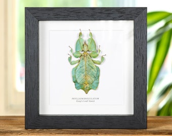 Gray's Leaf Insect in Box Frame (Phyllium bioculatum)