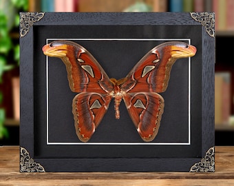 Atlasvlinder in lijst in barokstijl (Attacus-atlas)