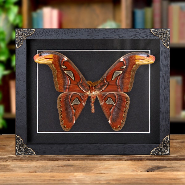 Atlasvlinder in lijst in barokstijl (Attacus-atlas)