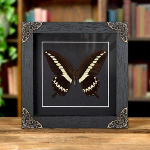 Cream Banded Swallowtail Butterfly In Baroque Style Frame (Papilio gigon)