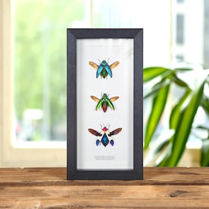 Jewel Beetle Trio in lijst (Polybothris sumptuosa, Chrysochroa fulminans en buqueti)