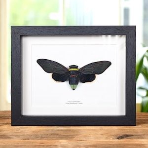 Cicala gigante della foresta pluviale in scatola (Tacua speciosa)