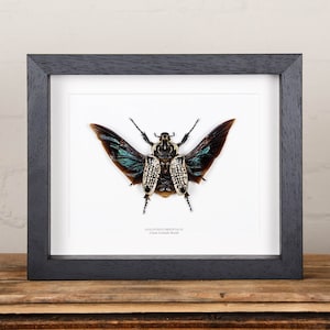 Giant Goliath Beetle in Box Frame (Goliathus orientalis)