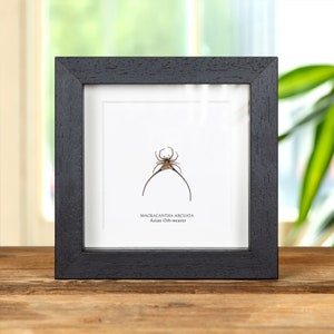 Aziatische bolwever spinnen in doos (macracantha arcuata)