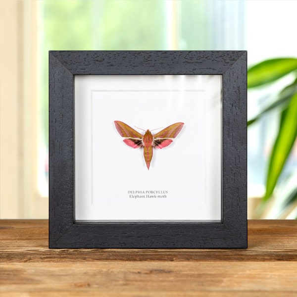 Elephant Hawk-moth in Box Frame (Deilephila elpenor)