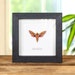 see more listings in the Moth Frames section