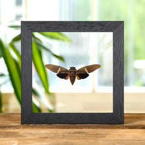 Tosena melanoptera Cicada In Clear Glass Frame From Asia