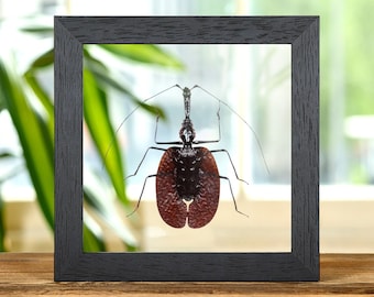 Vioolkever in helder glazen frame (Mormolyce phyllodes)