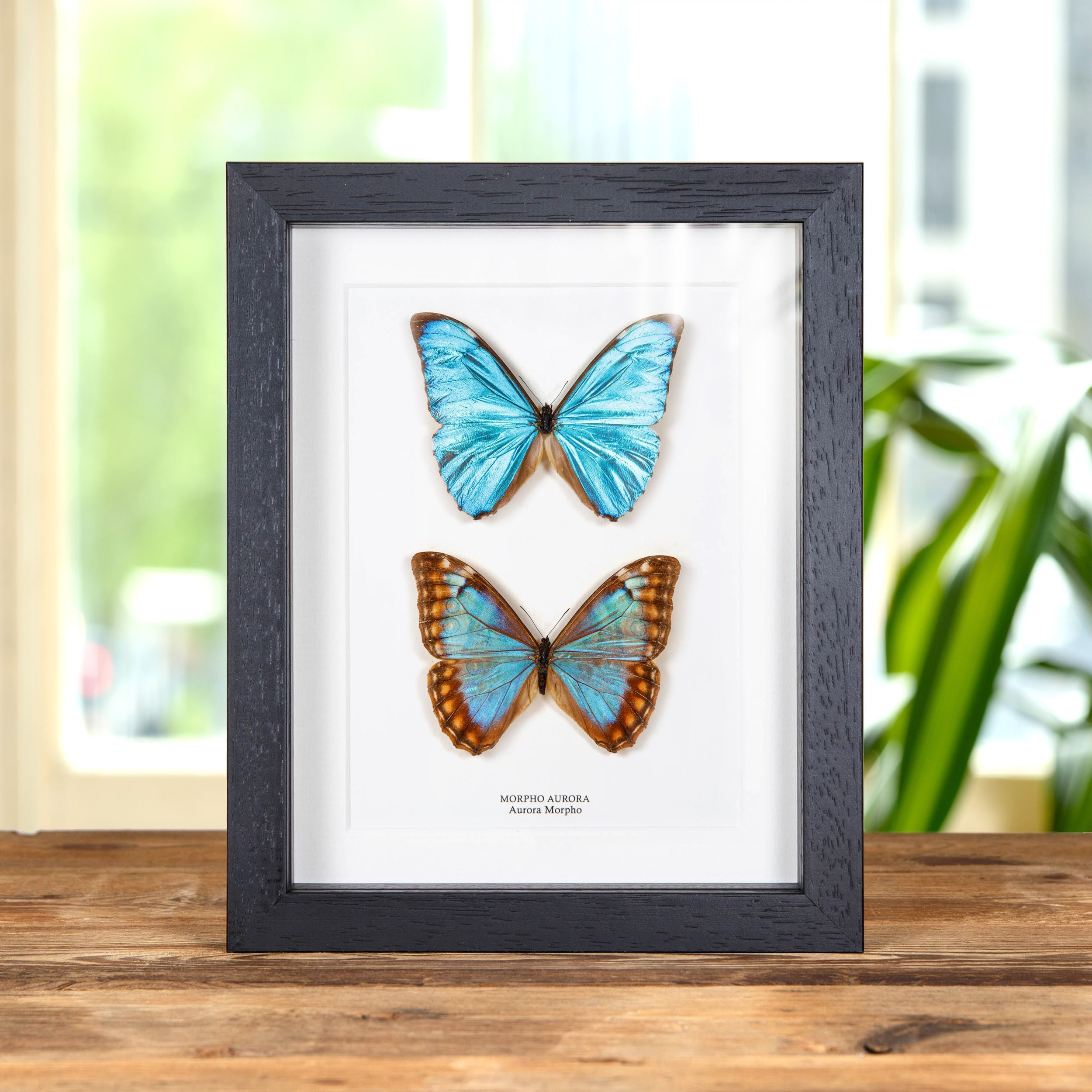 Aurora Morpho Butterfly Male & Female Pair in Box Frame (morpho