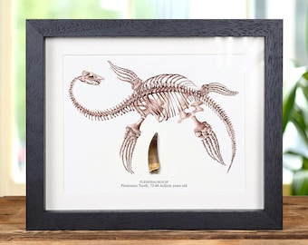Plesiosaur Dinosaur Tooth Fossil &amp; Illustration In Box Frame (Plesiosaurus sp)
