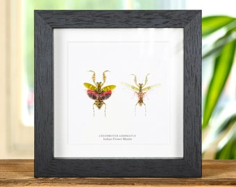 Indian Flower Mantis Male & Female Pair in Box Frame (Creobroter gemmatus)