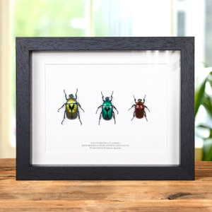 Flower Beetle Rainbow Trio in dooslijst uit Thailand